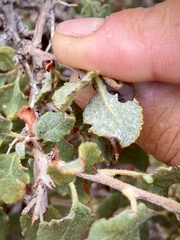 Eriogonum corymbosum