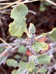 Eriogonum corymbosum