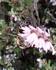 Colletes succinctus