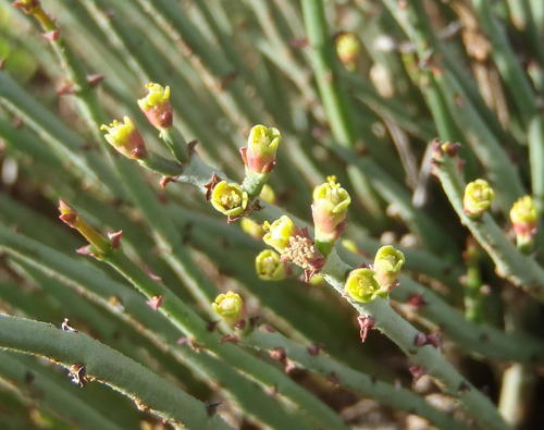 Euphorbia caterviflora