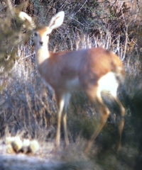 Raphicerus campestris steinhardti