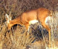 Raphicerus campestris steinhardti