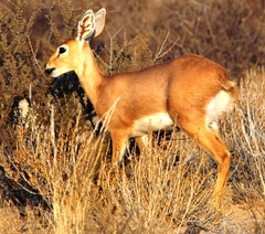Raphicerus campestris steinhardti