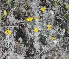 Thymophylla micropoides