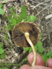 Leratiomyces squamosus thraustus