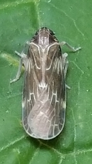 Synecdoche dimidiata
