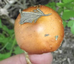 Leratiomyces squamosus thraustus