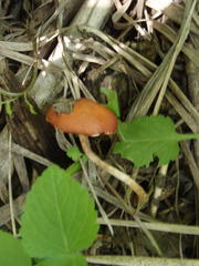 Leratiomyces squamosus thraustus