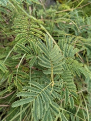 Senegalia berlandieri