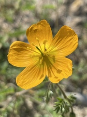 Kallstroemia peninsularis