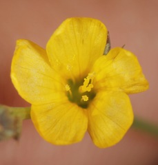 Linum rupestre