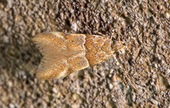 Theisoa constrictella