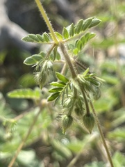 Kallstroemia peninsularis