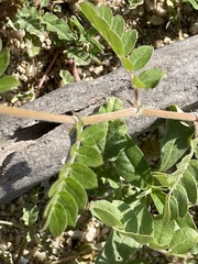 Kallstroemia peninsularis