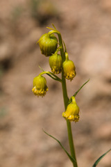 Senecio bigelovii