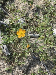 Kallstroemia peninsularis