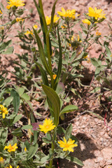 Senecio bigelovii