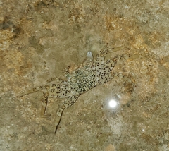 Grapsus longitarsis