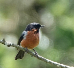 Diglossa brunneiventris