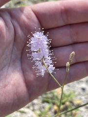 Boerhavia xantii