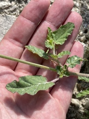 Boerhavia xantii
