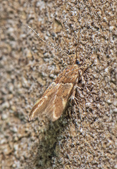 Theisoa constrictella