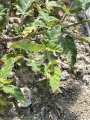 Boerhavia xantii