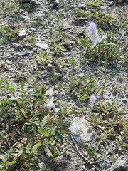 Boerhavia xantii
