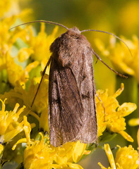 Dichagyris variabilis