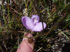 Disa schizodioides