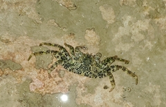 Grapsus longitarsis