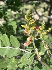 Indigofera fruticosa