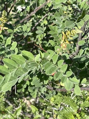Indigofera fruticosa