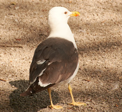 Larus fuscus