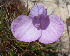 Disa schizodioides