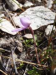 Disa schizodioides