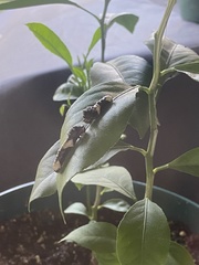 Heraclides cresphontes