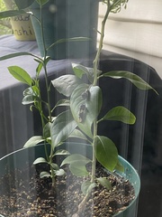 Heraclides cresphontes