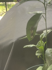 Heraclides cresphontes