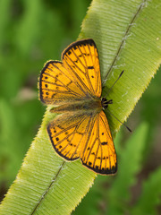 Lycaena edna