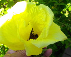 Hibiscus ludwigii