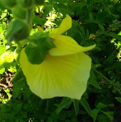 Hibiscus ludwigii