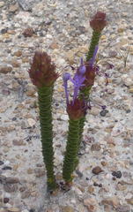 Rhigiophyllum squarrosum