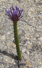 Rhigiophyllum squarrosum