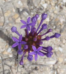 Rhigiophyllum squarrosum