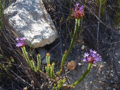 Rhigiophyllum squarrosum