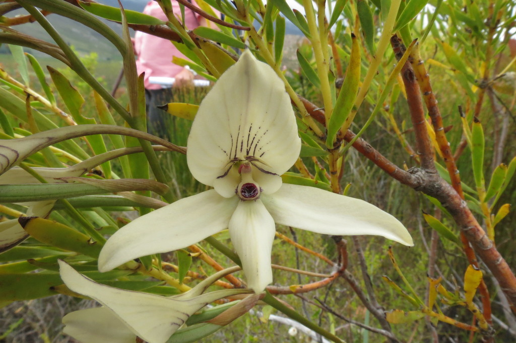 Disa schlechteriana