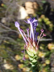 Rhigiophyllum squarrosum