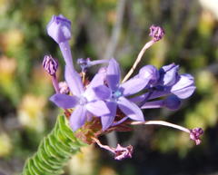 Rhigiophyllum squarrosum