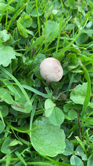 Panaeolus foenisecii